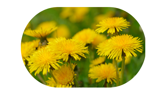 Paardenbloem